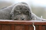 DOGUE DU TIBET 711